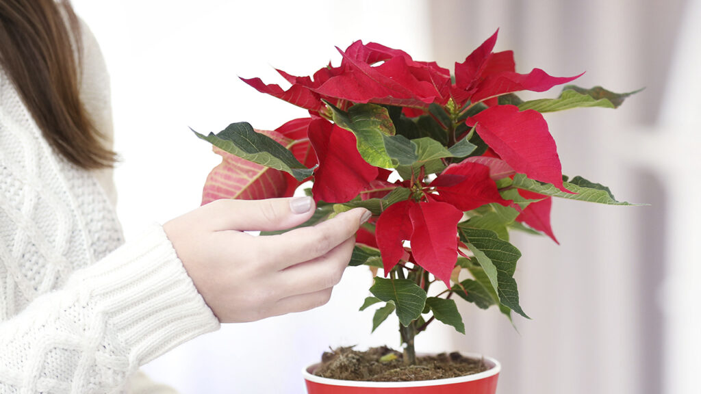 poinsettia prečo betlehemská hviezda stráca listy