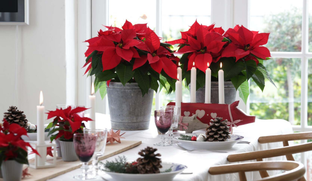 poinsettia na vianočnom stole