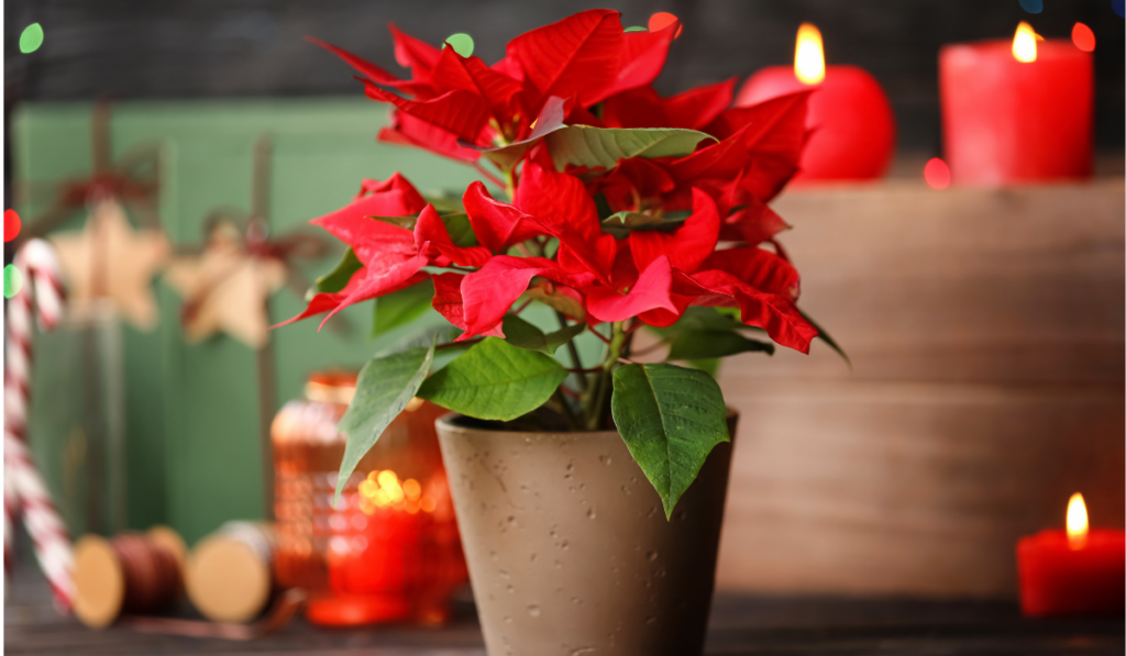 poinsettia v keramickom kvetináči v sviatočnej výzdobe