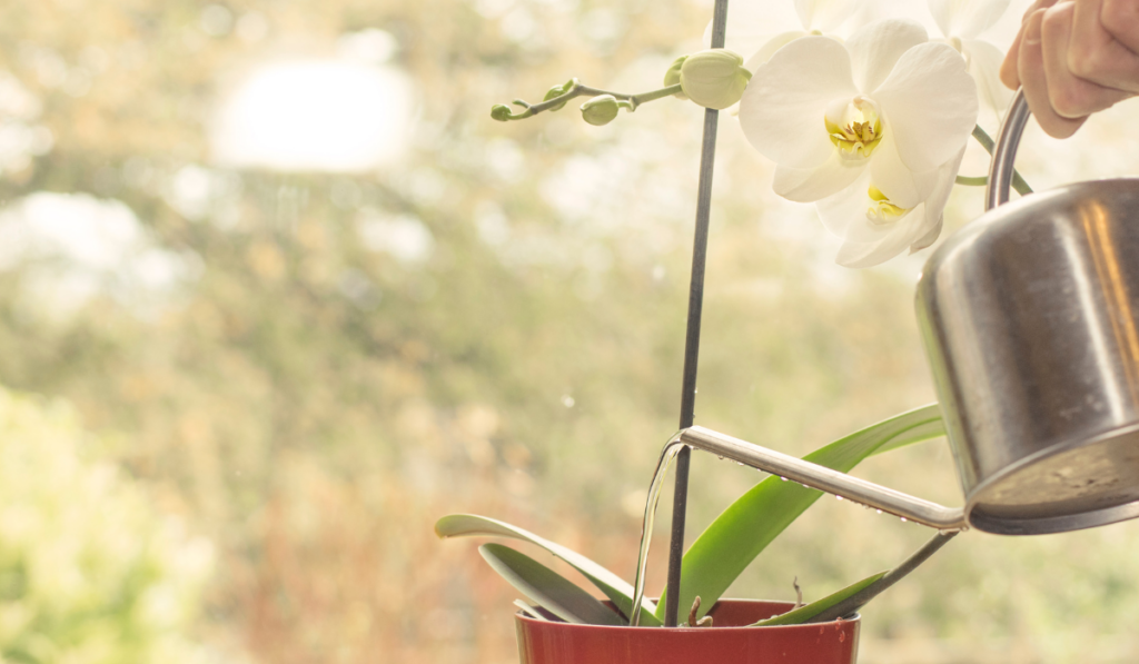 zalievanie orchideí kovovou kanvou
