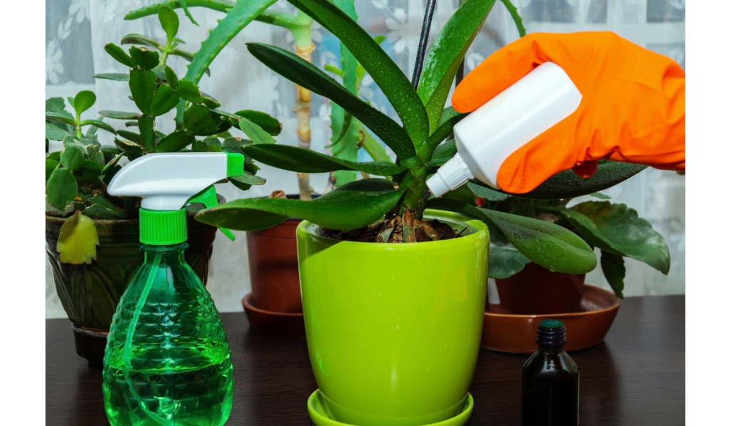 orchidey v dome hnojenie orchidey v zelenej kvetináči