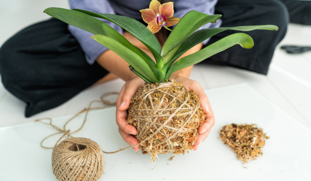 presádzanie orchideí v dome s použitím jutového špagátu